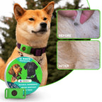 Flea and Tick Prevention Treatment | 12-Month Protection for Dogs and Cats
