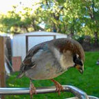 Video Camera Bird Feeder | HD Recording, Motion Detection & Ideal for Backyard Birdwatching
