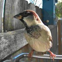 Video Camera Bird Feeder | HD Recording, Motion Detection & Ideal for Backyard Birdwatching
