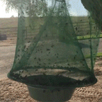 Eco-Friendly Stable Fly Trap | Non-Toxic, Odor-Free & Reusable for Outdoor Use