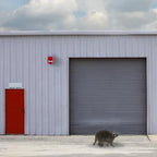 Motion-Activated Raccoon Repeller | Solar & USB Charging, 130dB Alarm for Gardens & Property Protection