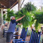 UV Resistant Lifelike Artificial Boston Fern | Realistic, Easy Maintenance & Ideal for Indoor/Outdoor Decoration