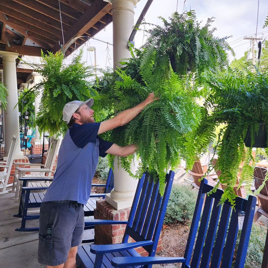 UV Resistant Lifelike Artificial Boston Fern | Realistic, Easy Maintenance & Ideal for Indoor/Outdoor Decoration