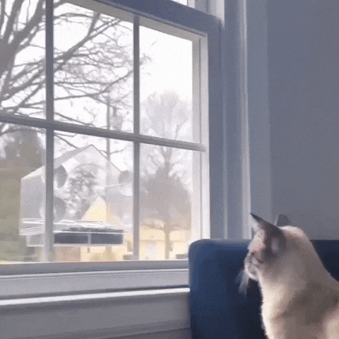 Window Bird Feeder with Camera | Strong Suction Cups Window Mounted Bird House for Outside Wild Birds - Best Window Bird Feeder for Cats and Bird Lovers