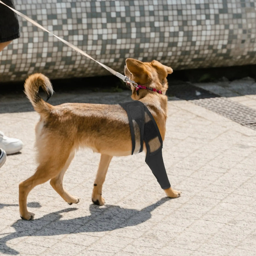 Dog Knee Brace | Adjustable Neoprene Support for Joint Pain & ACL Recovery for All Breeds