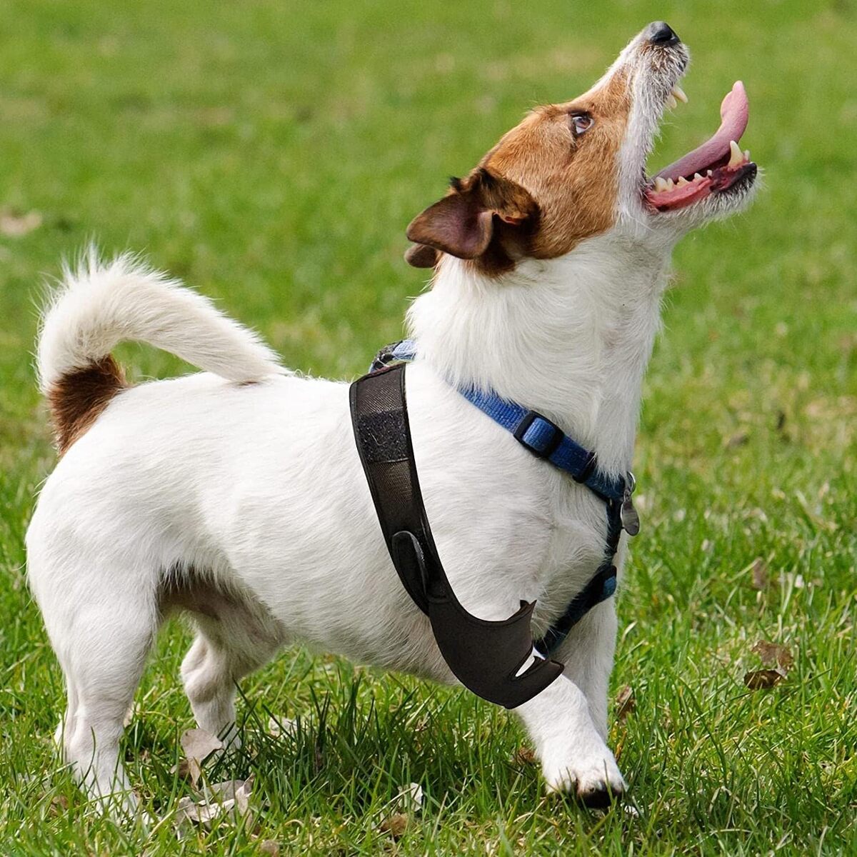 Dog Knee Brace | Adjustable Neoprene Support for Joint Pain & ACL Recovery for All Breeds