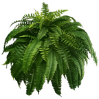 UV Resistant Lifelike Artificial Boston Fern | Realistic, Easy Maintenance & Ideal for Indoor/Outdoor Decoration